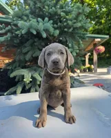 Blue, a male Labrador Retriever for sale in Pocahontas, AR – 1 of 7