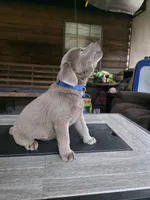 Blue, a male Labrador Retriever for sale in Pocahontas, AR – Photo 2 of 6
