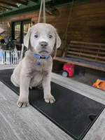 Blue, a male Labrador Retriever for sale in Pocahontas, AR – Photo 5 of 6