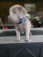 Blue, a male Labrador Retriever for sale in Pocahontas, AR – Photo 6 of 6