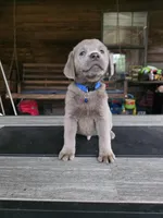 Blue, a male Labrador Retriever for sale in Pocahontas, AR – Photo 4 of 6