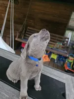 Blue, a male Labrador Retriever for sale in Pocahontas, AR – Photo 3 of 6