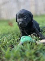 Green collar , a male Labrador Retriever for sale in Pocahontas, AR – 2 of 10