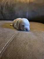 Gray , a female Labrador Retriever for sale in Pocahontas, AR – Photo 3 of 4