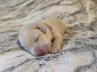 Gray , a female Labrador Retriever for sale in Pocahontas, AR – Photo 4 of 4