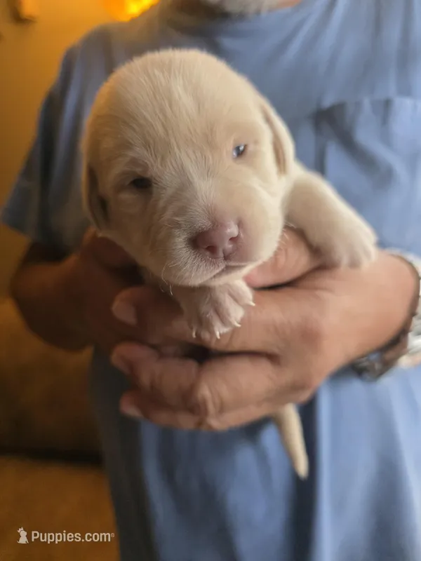 Gray  – Labrador Retriever puppy for sale in Pocahontas, AR