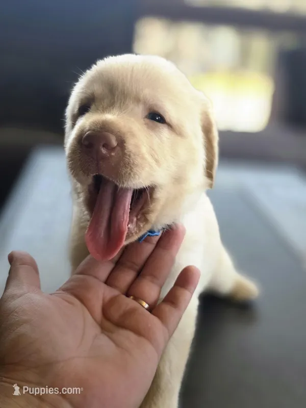 Gray  – Labrador Retriever puppy for sale in Pocahontas, AR