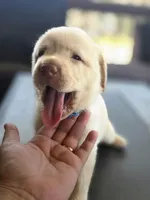 Gray , a female Labrador Retriever for sale in Pocahontas, AR – Photo 1 of 4