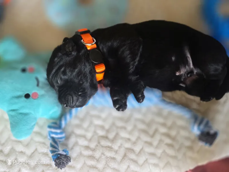 Orange collar – Labrador Retriever puppy for sale in Pocahontas, AR