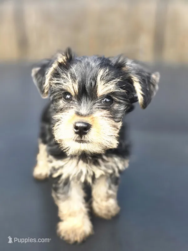 Duke – Yorkshire Terrier puppy for sale in Pocahontas, AR
