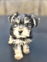 Duke, a male Yorkshire Terrier for sale in Pocahontas, AR – Photo 1 of 5