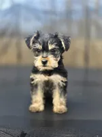 Duke, a male Yorkshire Terrier for sale in Pocahontas, AR – Photo 2 of 5