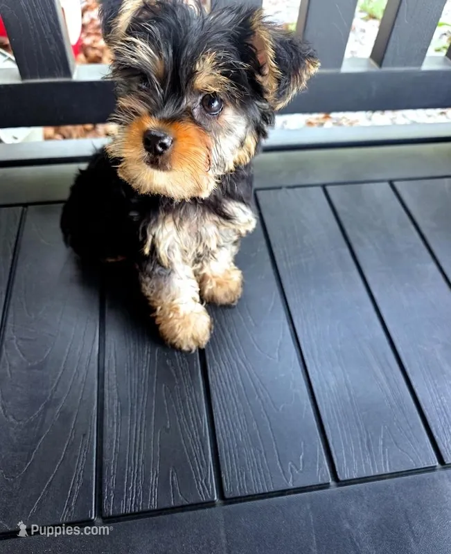 Duke – Yorkshire Terrier puppy for sale in Pocahontas, AR