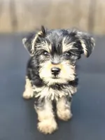 Duke, a male Yorkshire Terrier for sale in Pocahontas, AR – Photo 3 of 5