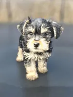 Duke, a male Yorkshire Terrier for sale in Pocahontas, AR – Photo 4 of 5