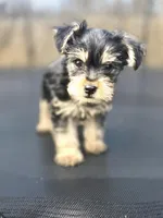 Duke, a male Yorkshire Terrier for sale in Pocahontas, AR – Photo 5 of 5
