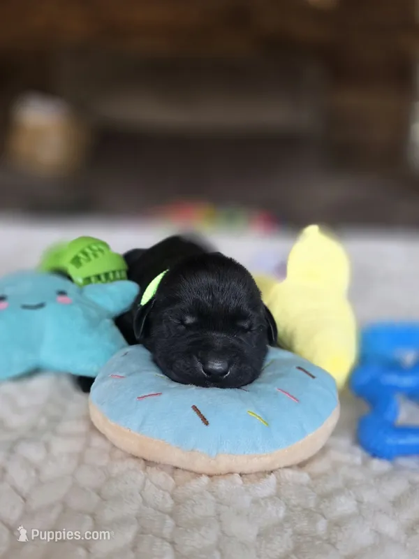 Green collar  – Labrador Retriever puppy for sale in Pocahontas, AR