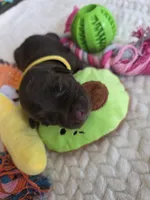 Yellow collar , a female Labrador Retriever for sale in Pocahontas, AR – 2 of 10