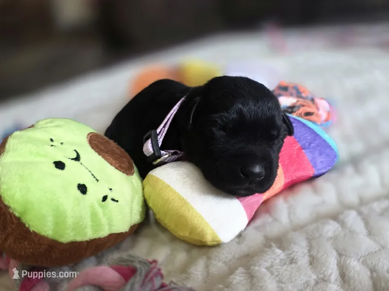 Black female lilac collar  – Labrador Retriever puppy for sale in Pocahontas, AR