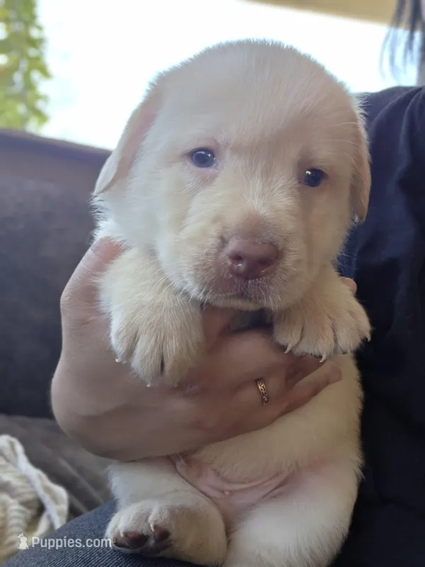 Dark brown  – Labrador Retriever puppy for sale in Pocahontas, AR