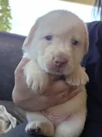 Dark brown , a male Labrador Retriever for sale in Pocahontas, AR – Photo 2 of 5