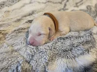 Dark brown , a male Labrador Retriever for sale in Pocahontas, AR – Photo 5 of 5