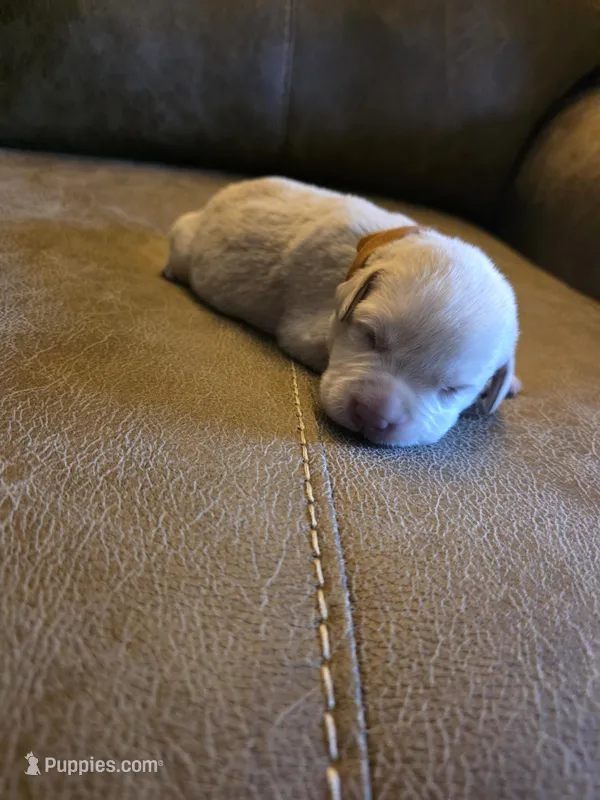 Dark brown  – Labrador Retriever puppy for sale in Pocahontas, AR