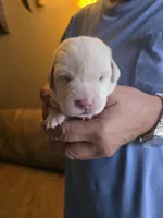 Dark brown , a male Labrador Retriever for sale in Pocahontas, AR – Photo 4 of 5