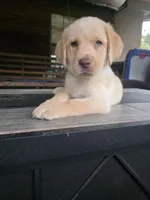 Dark brown , a male Labrador Retriever for sale in Pocahontas, AR – Photo 1 of 5