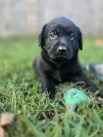 Green collar , a male Labrador Retriever for sale in Pocahontas, AR – 3 of 10