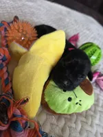 Black female fuchsia collar , a female Labrador Retriever for sale in Pocahontas, AR – 2 of 9