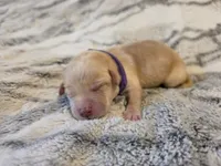 Dark purple , a male Labrador Retriever for sale in Pocahontas, AR – Photo 4 of 4