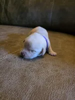 Dark purple , a male Labrador Retriever for sale in Pocahontas, AR – Photo 3 of 4