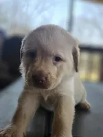 Dark purple , a male Labrador Retriever for sale in Pocahontas, AR – Photo 1 of 4