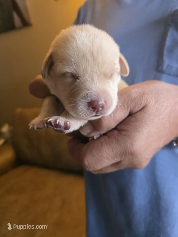 Dark purple  – Labrador Retriever puppy for sale in Pocahontas, AR