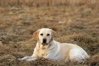 Yellow collar , a female Labrador Retriever for sale in Pocahontas, AR – 8 of 10