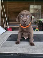 Orange , a male Labrador Retriever for sale in Pocahontas, AR – Photo 3 of 5