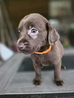 Orange , a male Labrador Retriever for sale in Pocahontas, AR – Photo 5 of 5