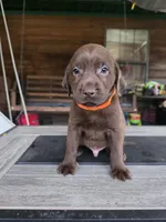 Orange , a male Labrador Retriever for sale in Pocahontas, AR – Photo 2 of 5