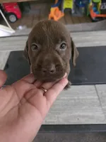 Orange , a male Labrador Retriever for sale in Pocahontas, AR – Photo 4 of 5
