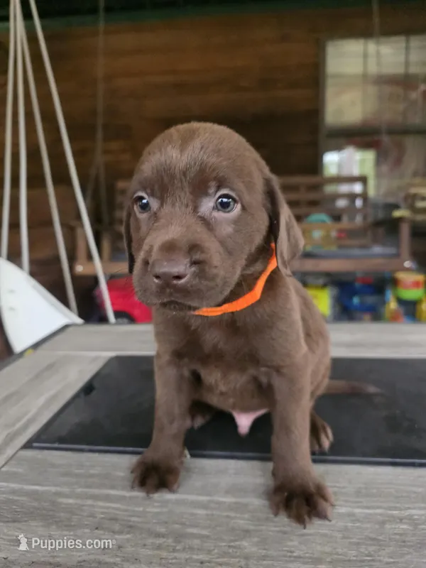 Orange  – Labrador Retriever puppy for sale in Pocahontas, AR