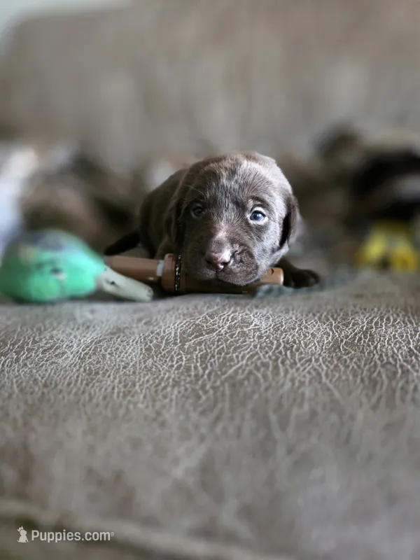 Pink collar  – Labrador Retriever puppy for sale in Pocahontas, AR