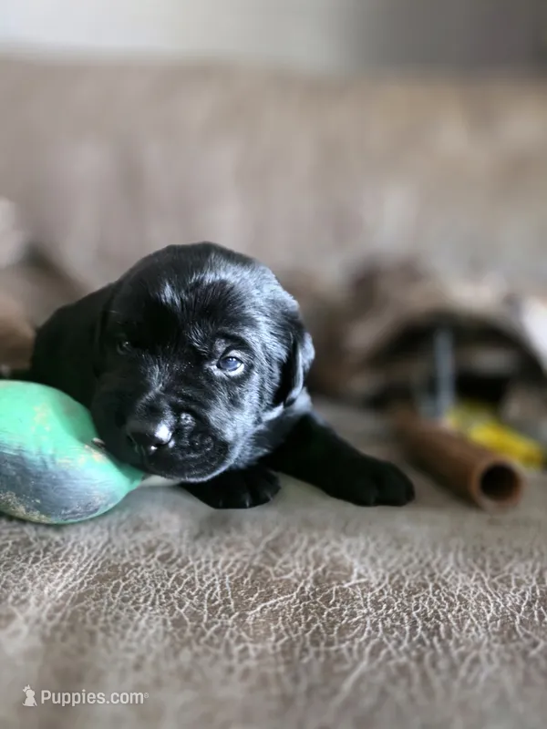 Green collar  – Labrador Retriever puppy for sale in Pocahontas, AR