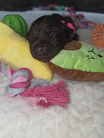 Fuchsia collar , a female Labrador Retriever for sale in Pocahontas, AR – 4 of 10