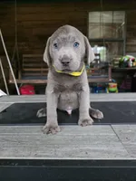 Yellow , a male Labrador Retriever for sale in Pocahontas, AR – Photo 6 of 7