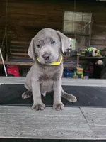 Yellow , a male Labrador Retriever for sale in Pocahontas, AR – Photo 3 of 7