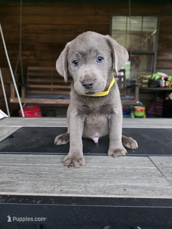 Yellow  – Labrador Retriever puppy for sale in Pocahontas, AR