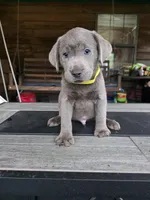 Yellow , a male Labrador Retriever for sale in Pocahontas, AR – Photo 1 of 7