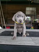 Yellow , a male Labrador Retriever for sale in Pocahontas, AR – Photo 2 of 7