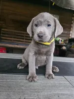 Yellow , a male Labrador Retriever for sale in Pocahontas, AR – Photo 4 of 7